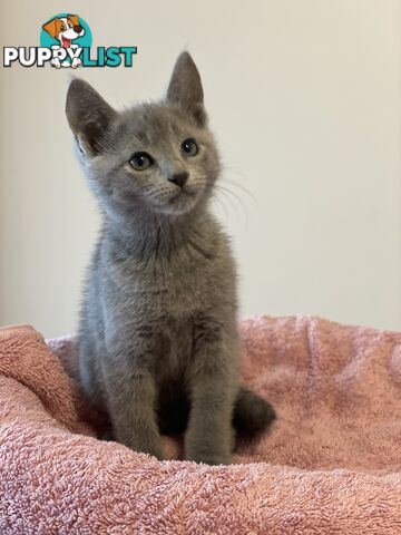 Russian blue kittens