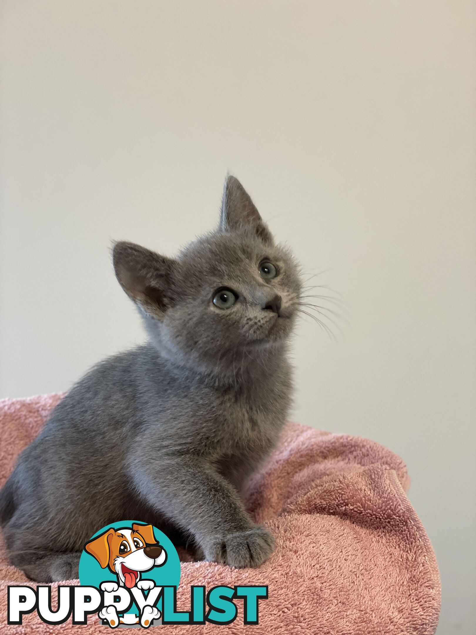 Russian blue kittens