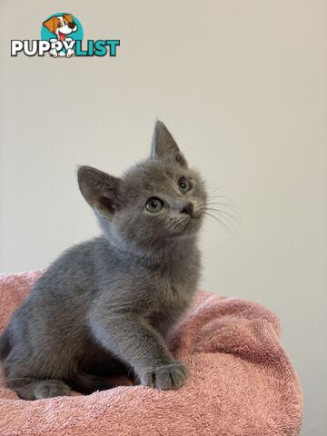 Russian blue kittens