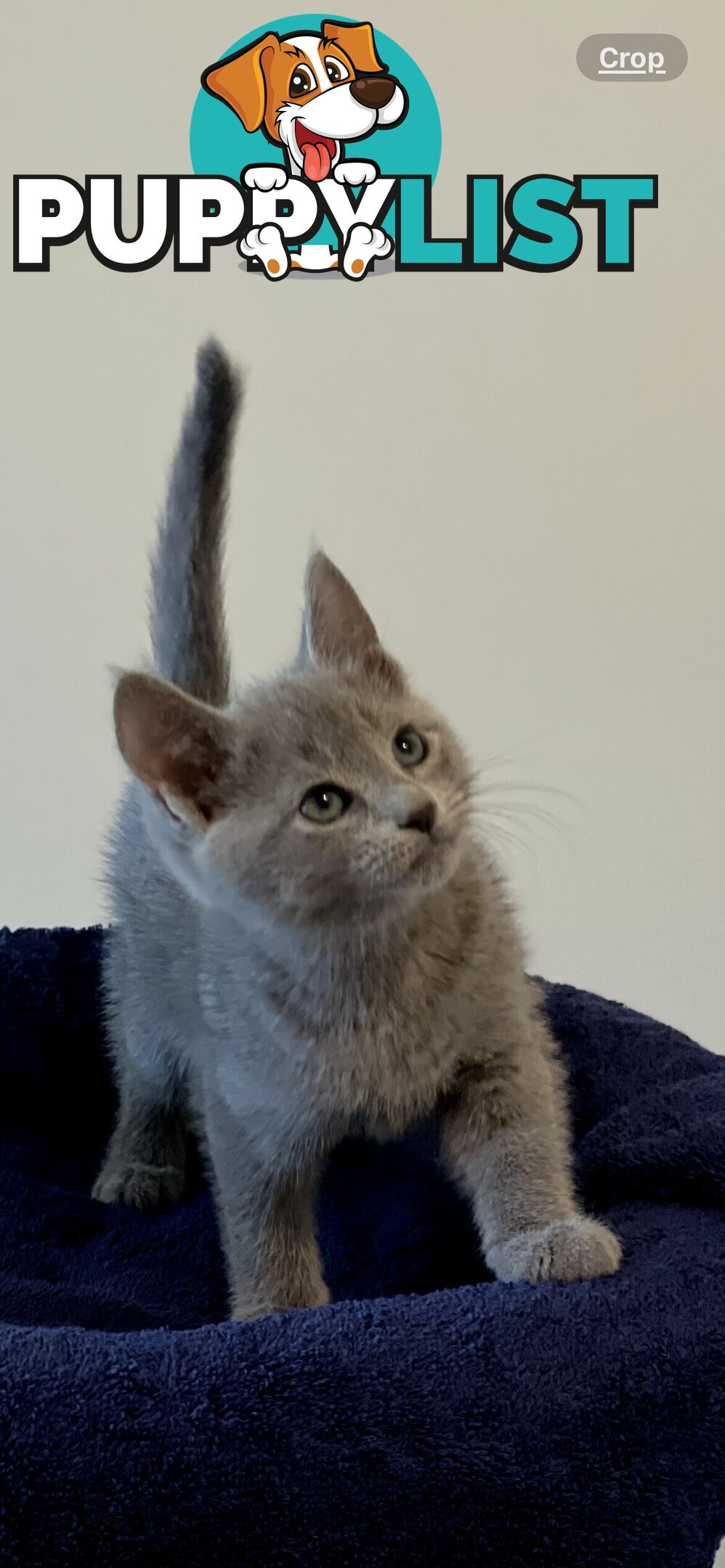 Russian blue kittens