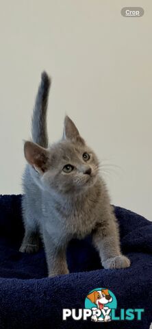 Russian blue kittens