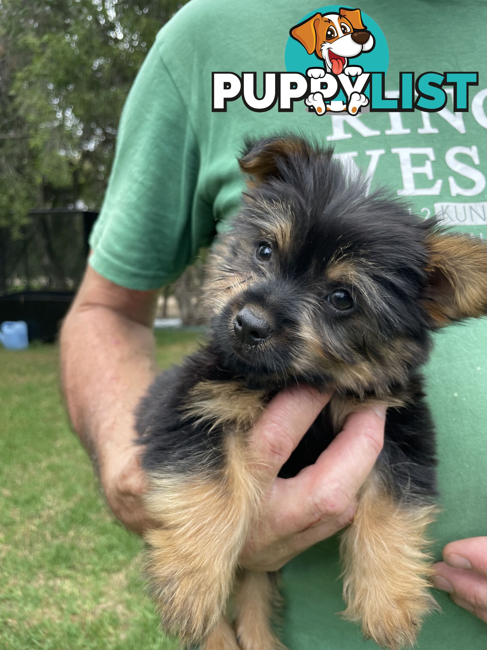 Australian Silky Terrier Pups