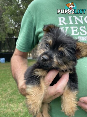 Australian Silky Terrier Pups