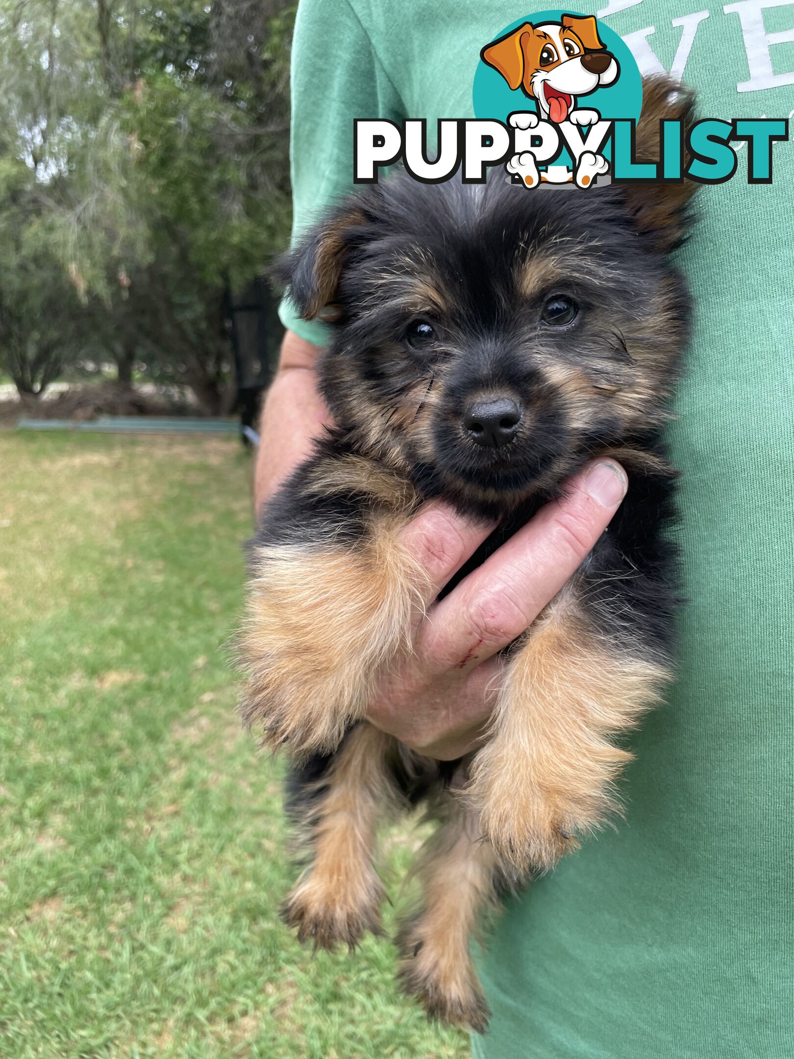 Australian Silky Terrier Pups