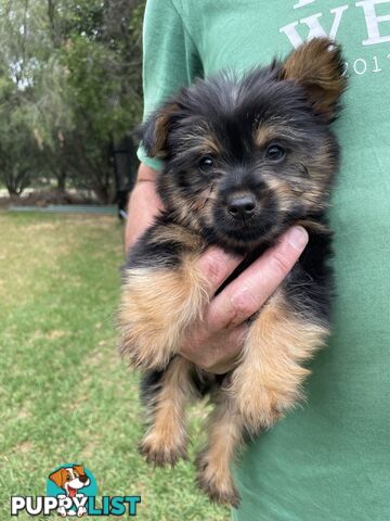 Australian Silky Terrier Pups