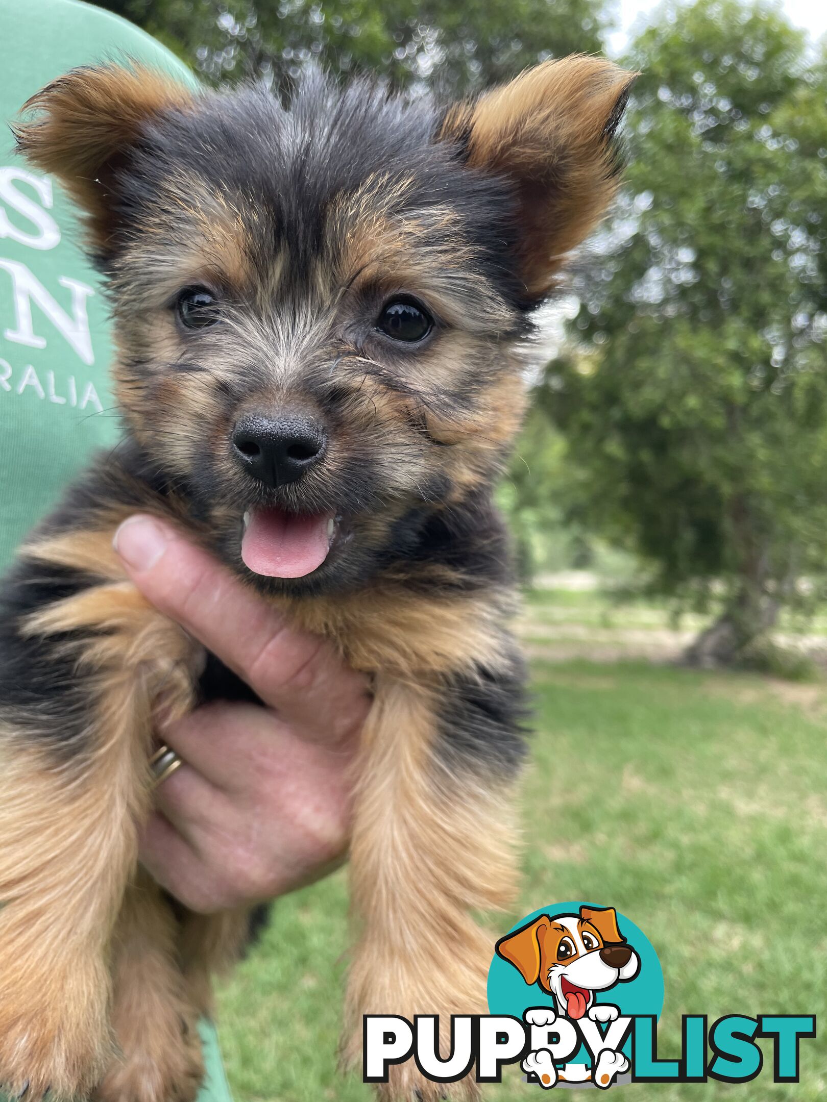 Australian Silky Terrier Pups