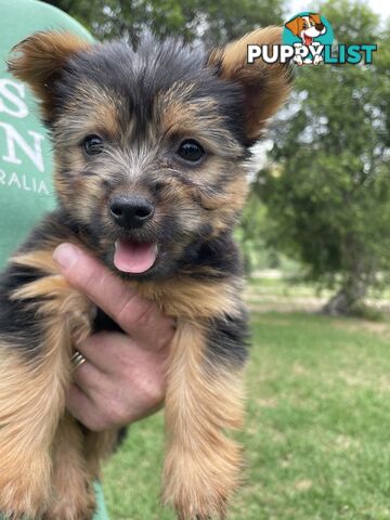 Australian Silky Terrier Pups