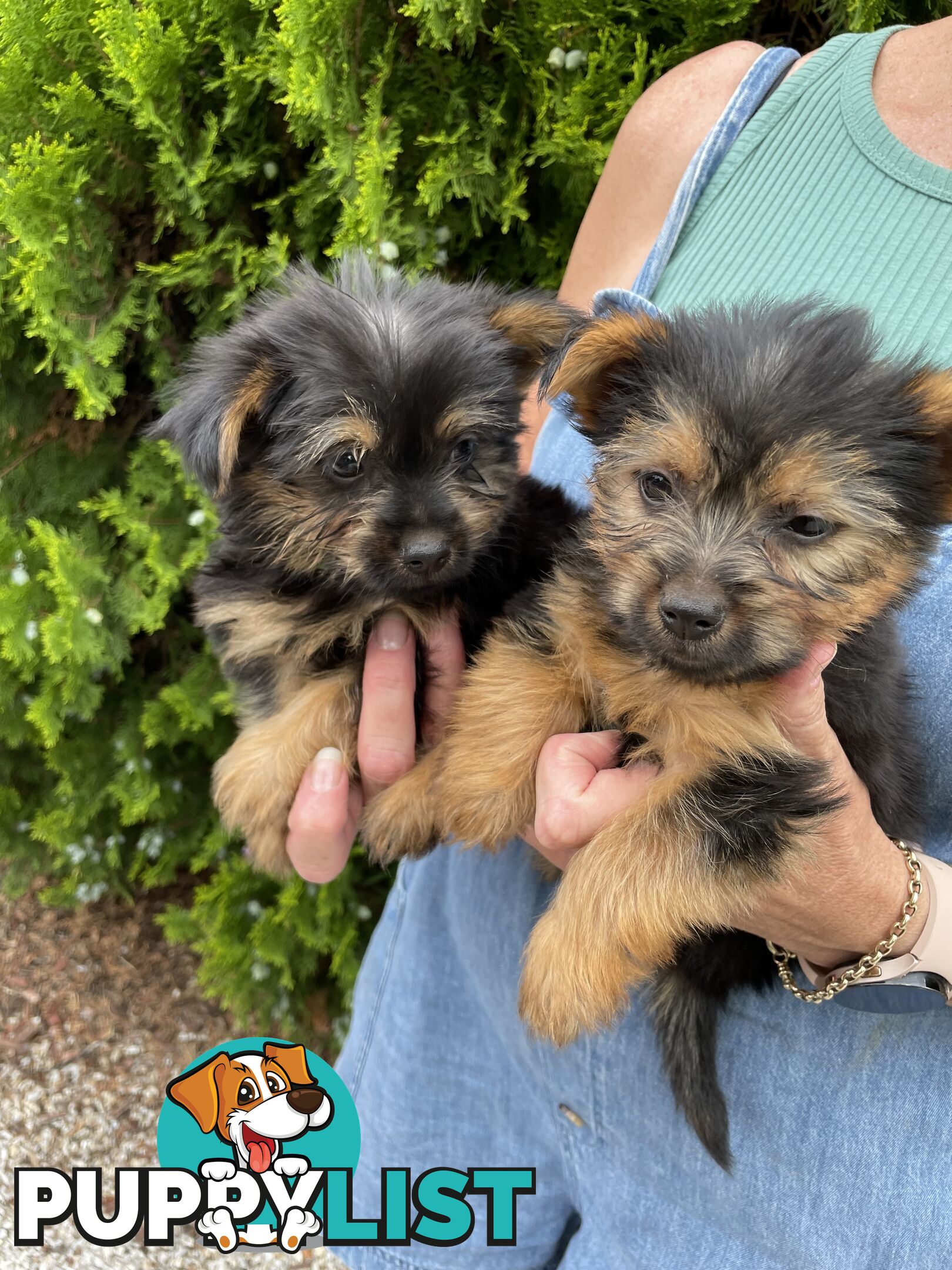 Australian Silky Terrier Pups