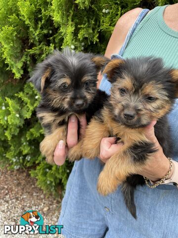 Australian Silky Terrier Pups