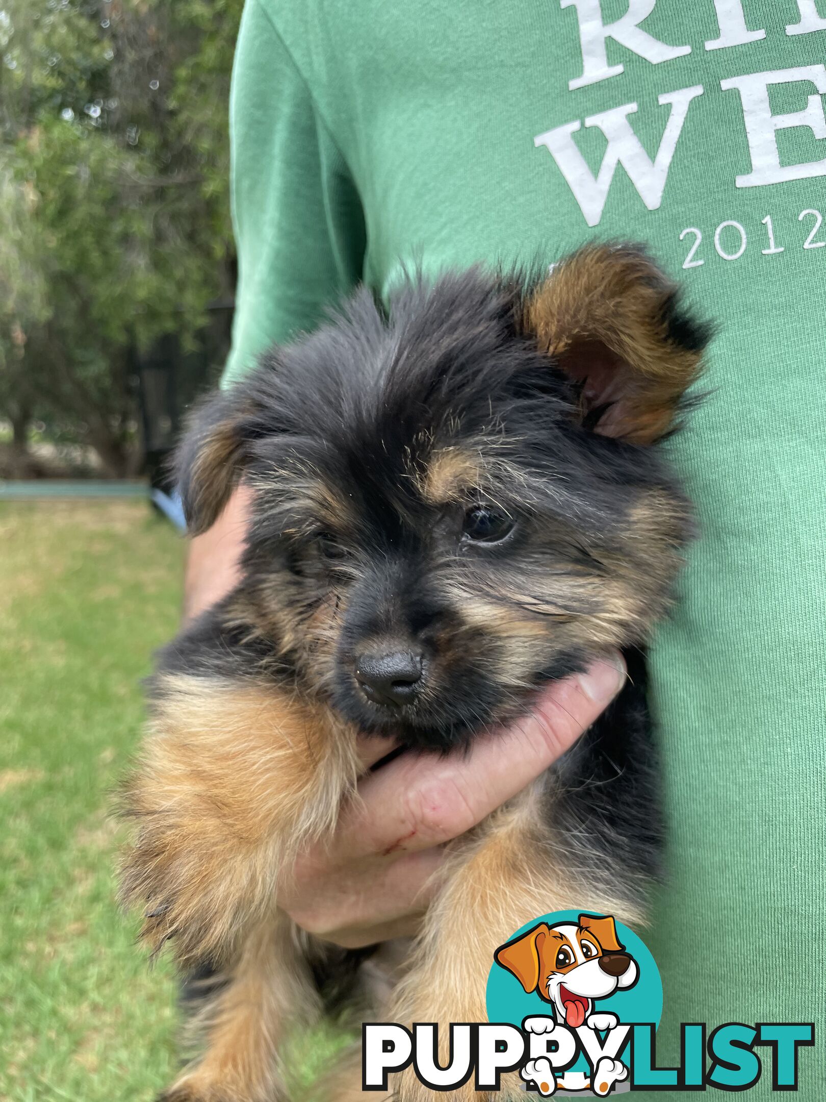 Australian Silky Terrier Pups