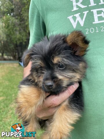 Australian Silky Terrier Pups