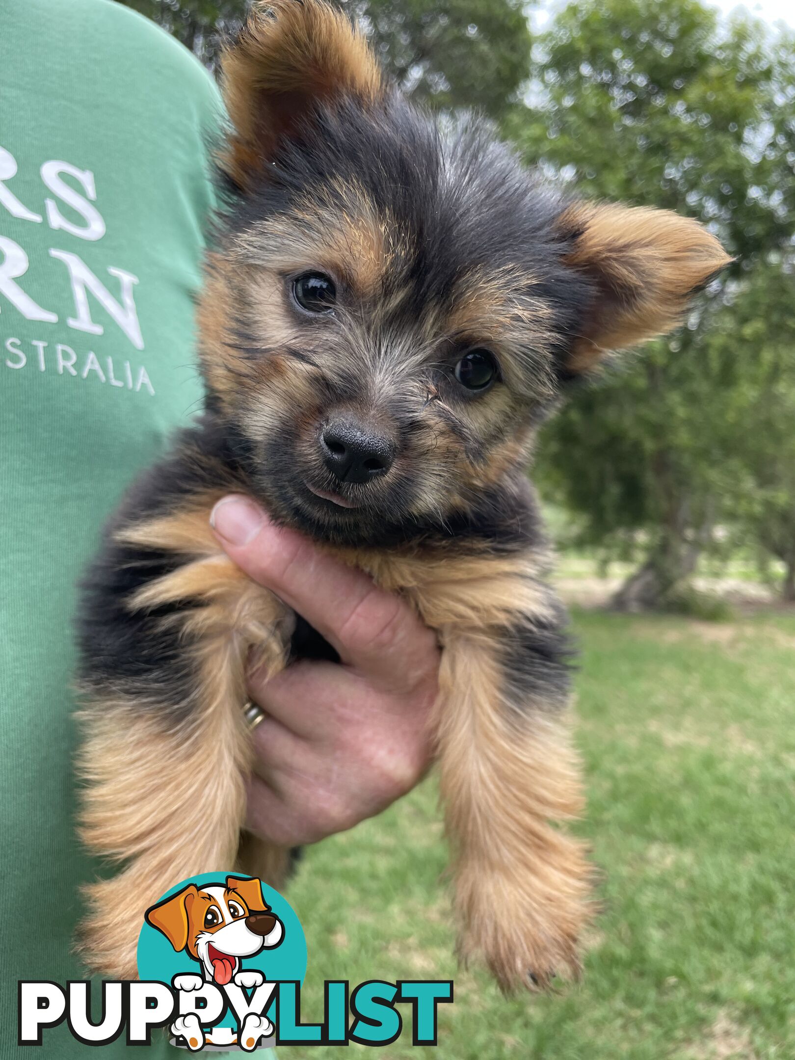 Australian Silky Terrier Pups