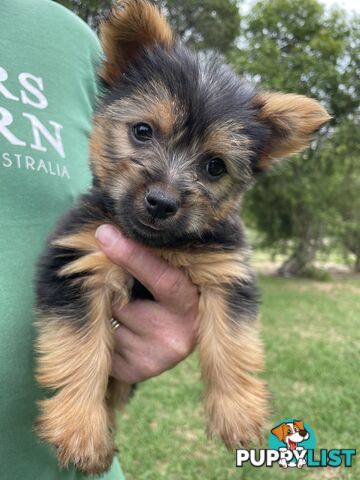 Australian Silky Terrier Pups