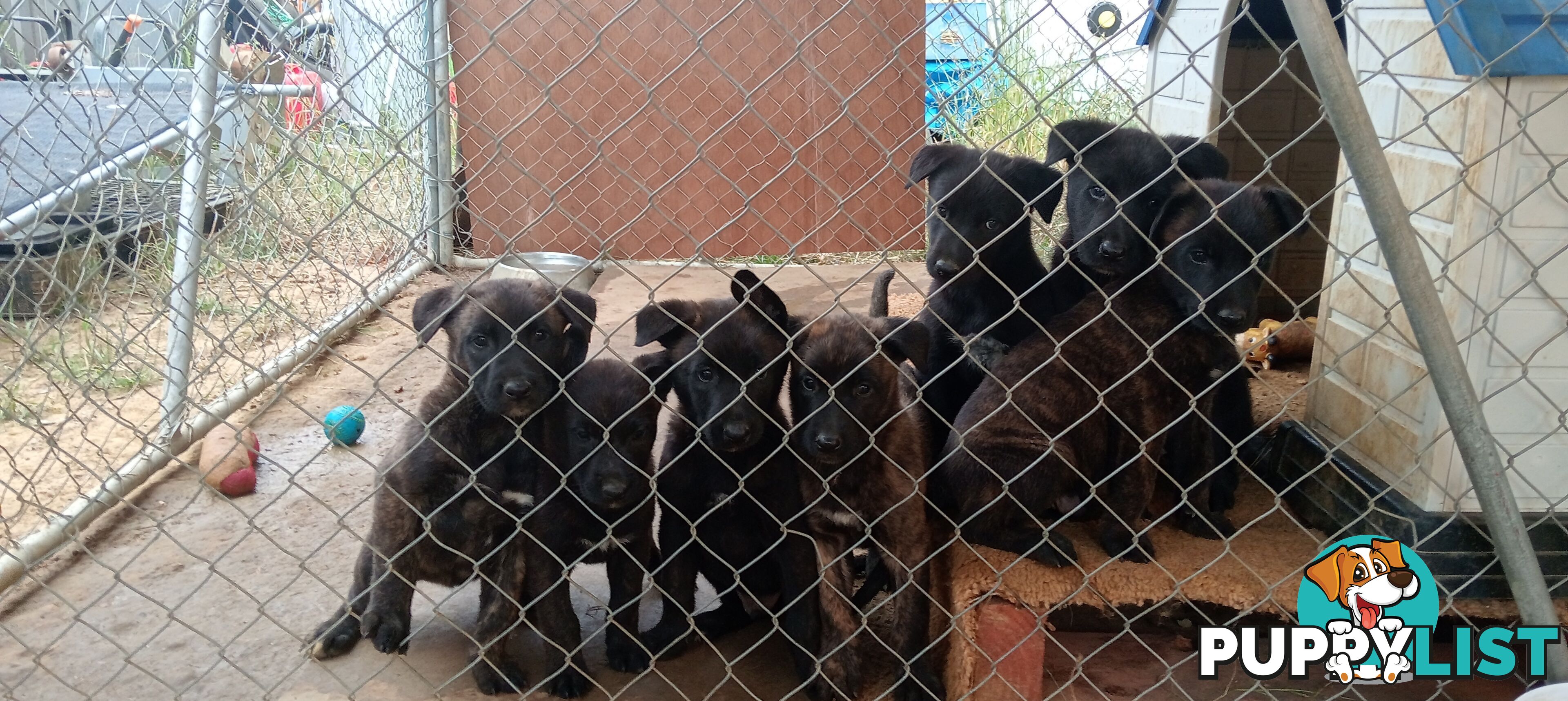 Dutch Shepherd Puppies - Belgian Shepherd/ Malinois