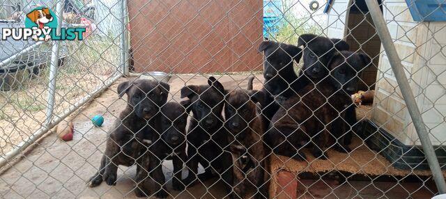 Dutch Shepherd Puppies - Belgian Shepherd/ Malinois