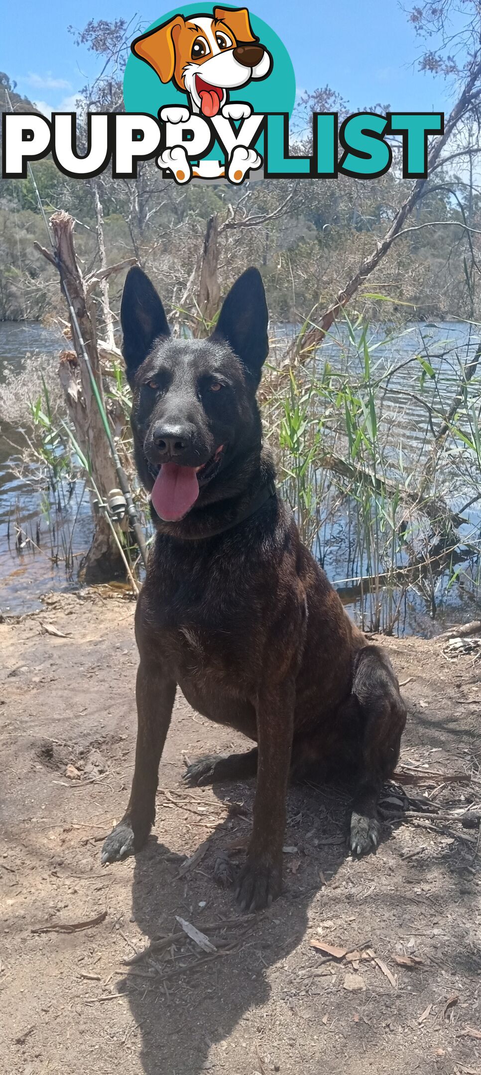 Dutch Shepherd Puppies - Belgian Shepherd/ Malinois