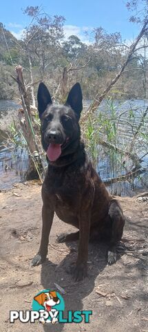 Dutch Shepherd Puppies - Belgian Shepherd/ Malinois