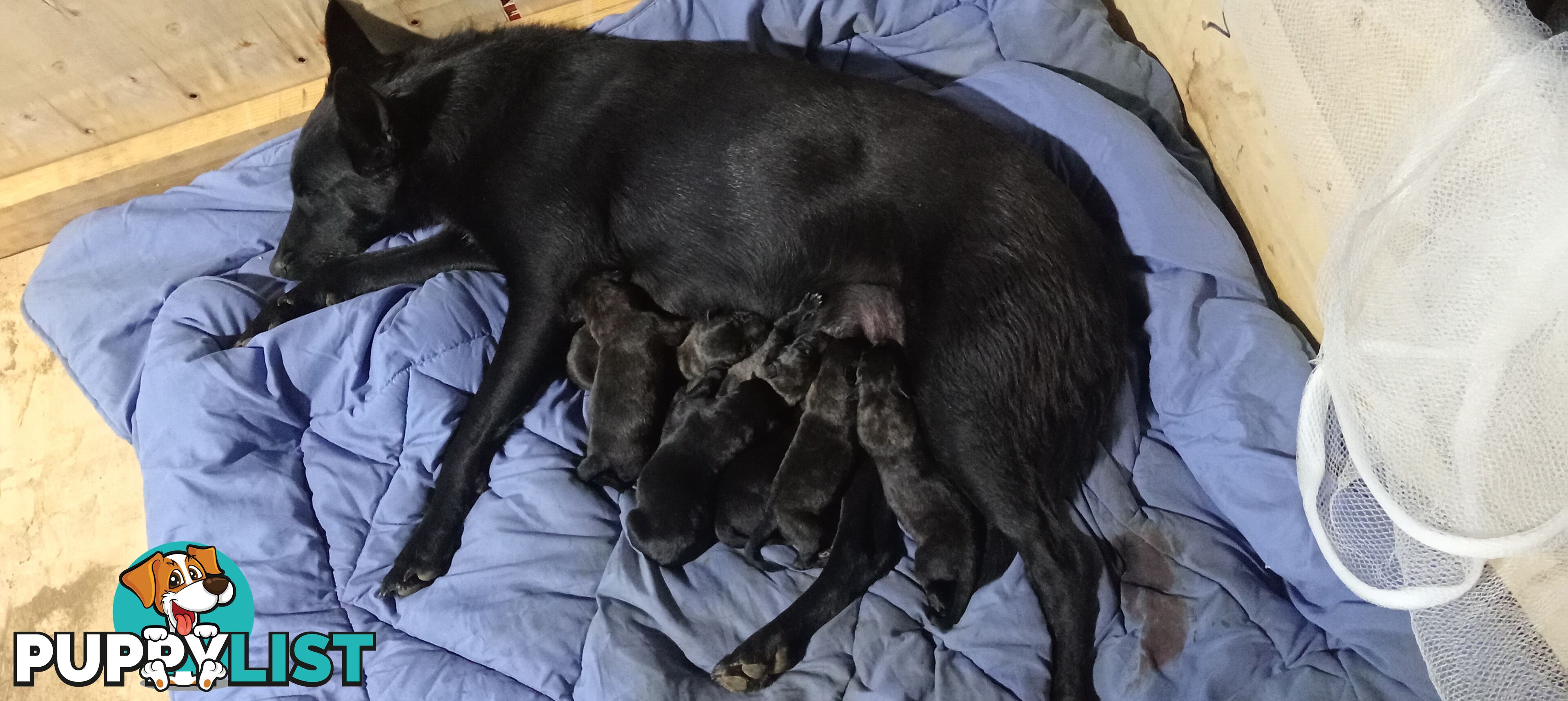 Dutch Shepherd Puppies - Belgian Shepherd/ Malinois