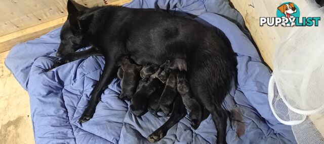 Dutch Shepherd Puppies - Belgian Shepherd/ Malinois