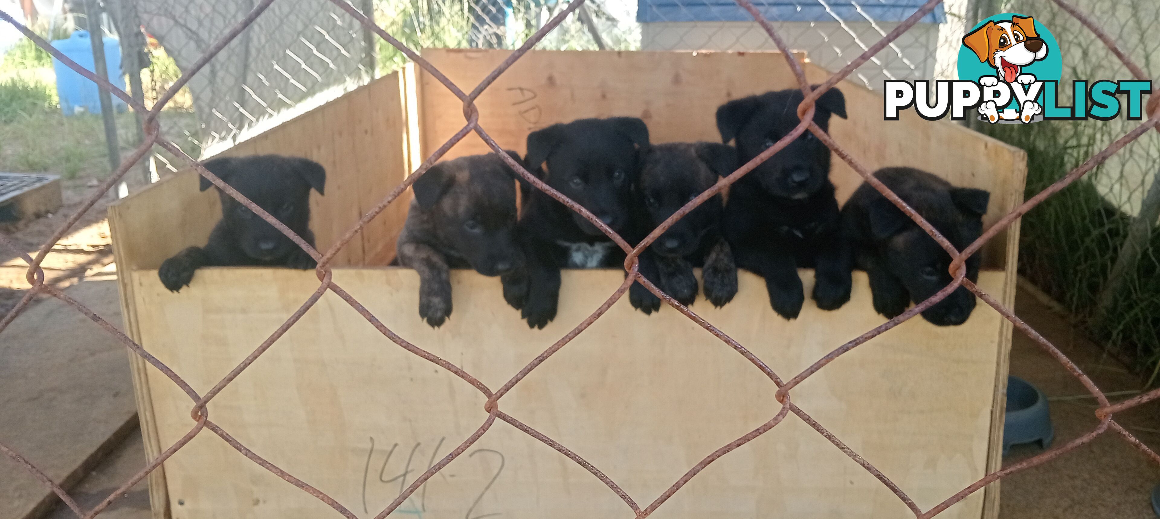 Dutch Shepherd Puppies - Belgian Shepherd/ Malinois