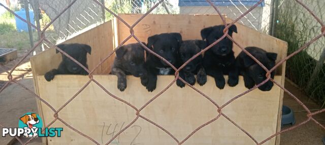 Dutch Shepherd Puppies - Belgian Shepherd/ Malinois