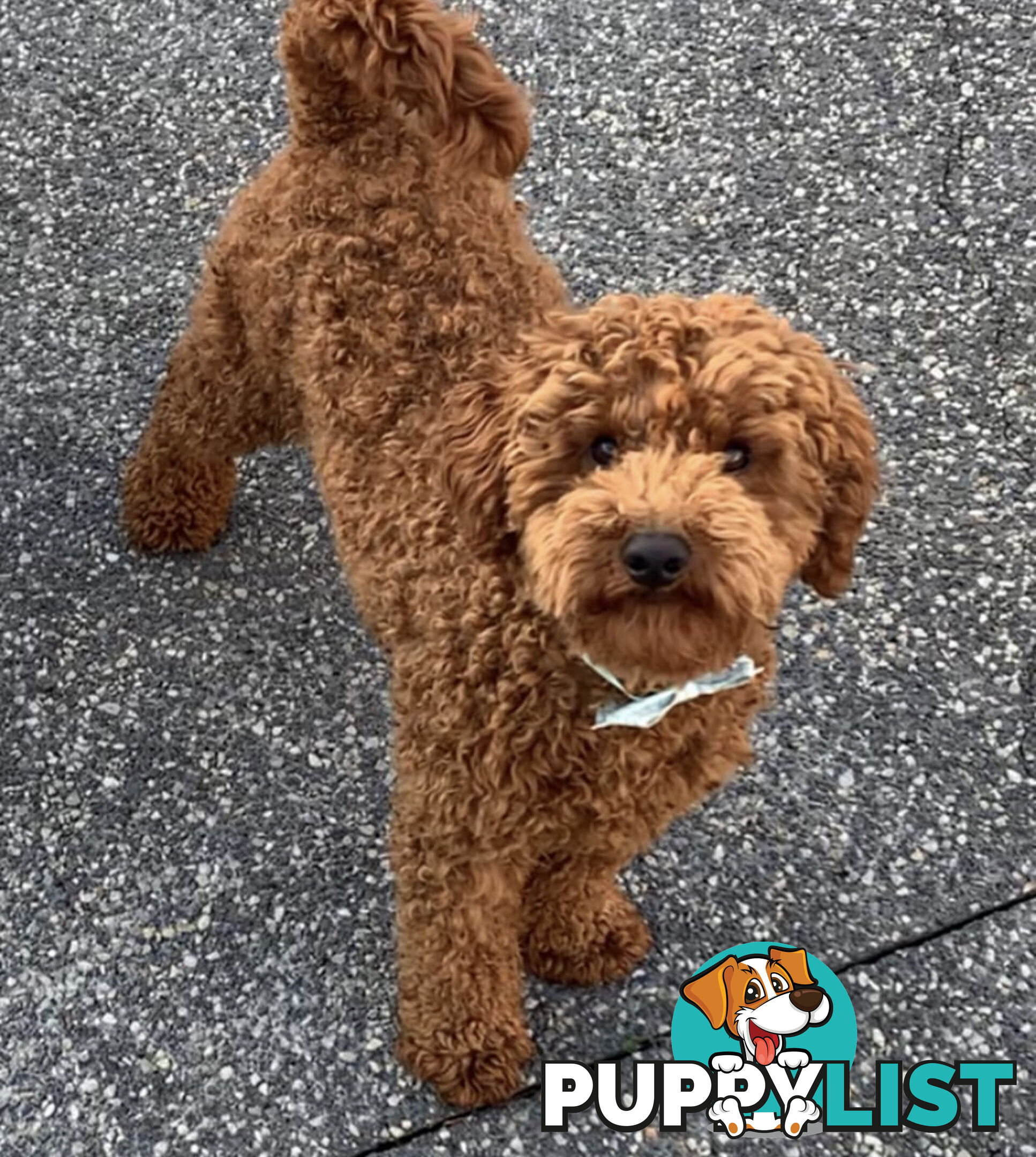 Stunning Proven Toy/ Mini Poodle Stud