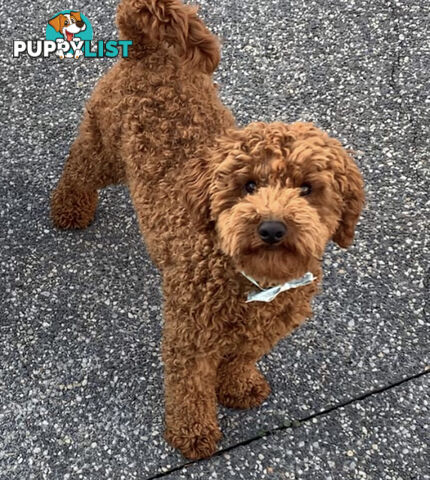 Stunning Proven Toy/ Mini Poodle Stud