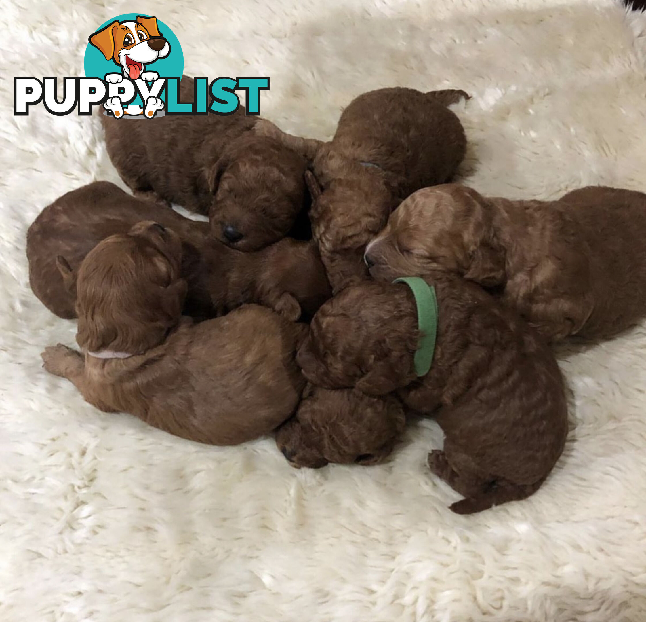 Stunning Proven Toy/ Mini Poodle Stud