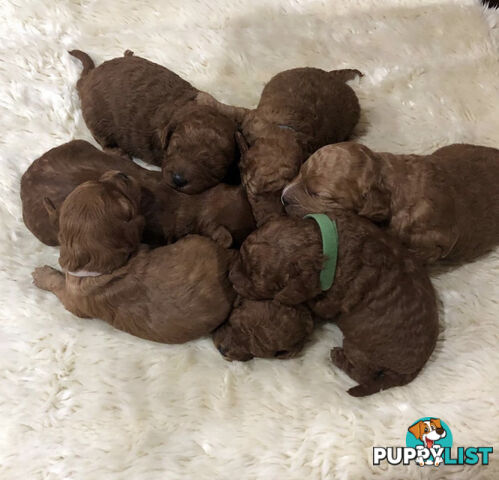 Stunning Proven Toy/ Mini Poodle Stud