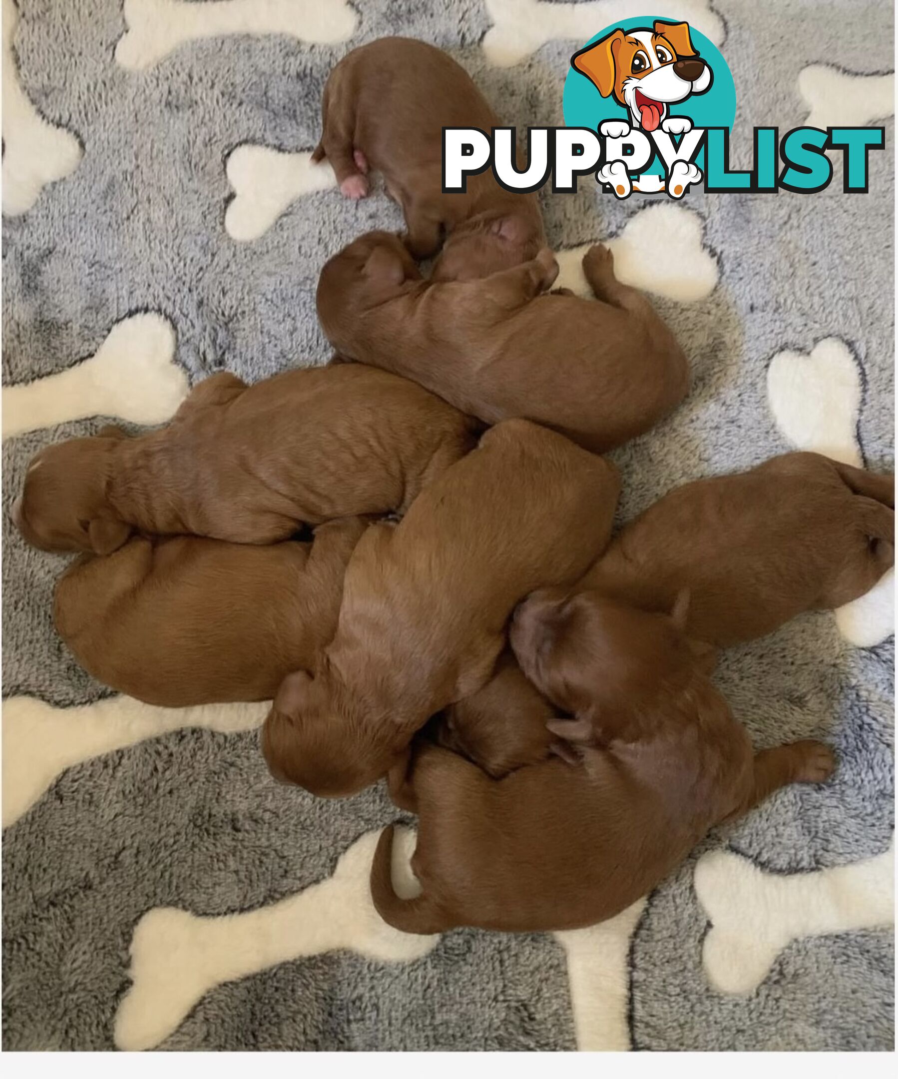 Stunning Proven Toy/ Mini Poodle Stud