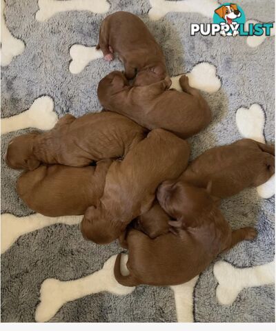 Stunning Proven Toy/ Mini Poodle Stud