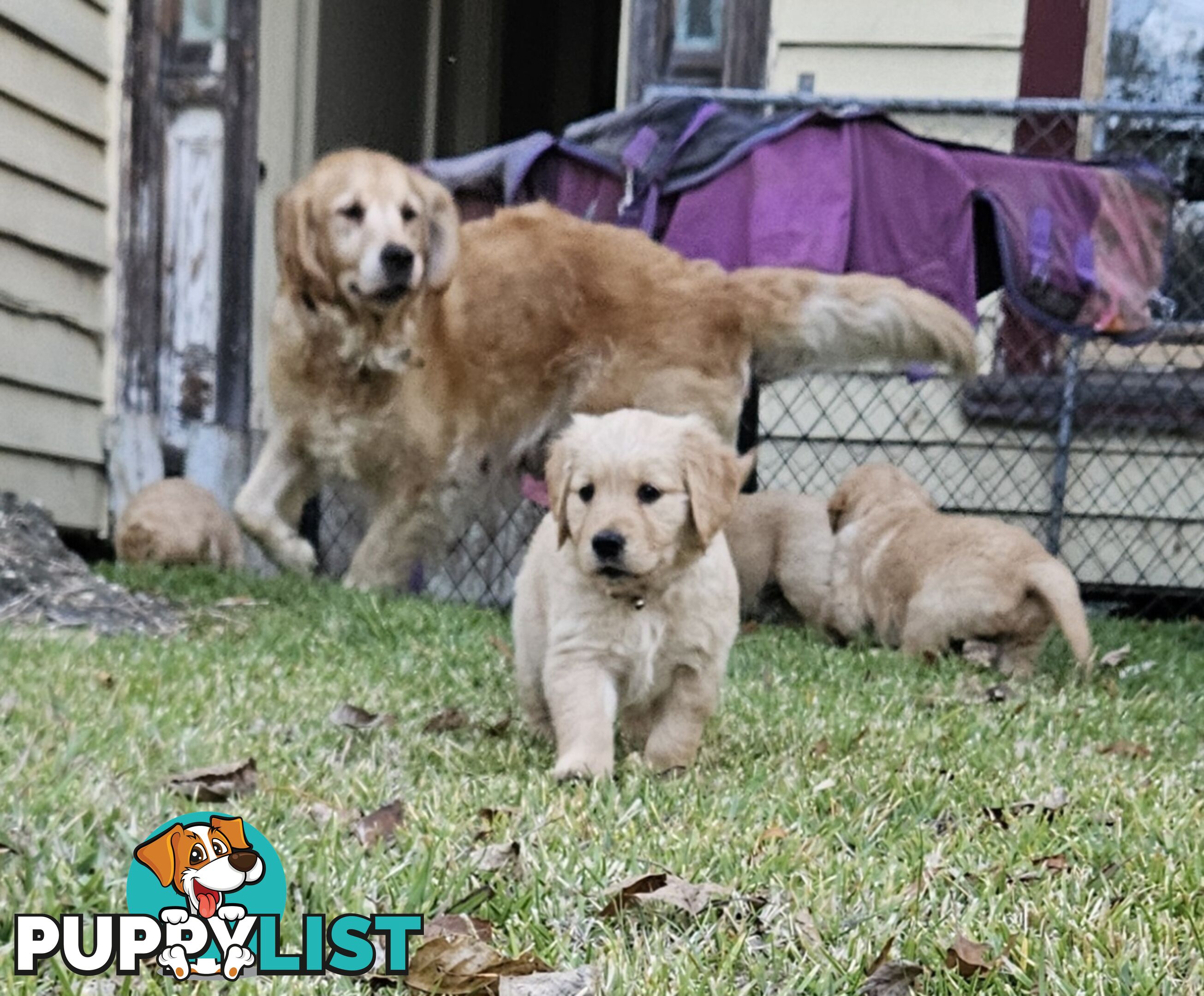 Purebred Golden Retriever Puppies
