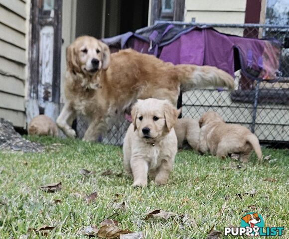 Purebred Golden Retriever Puppies