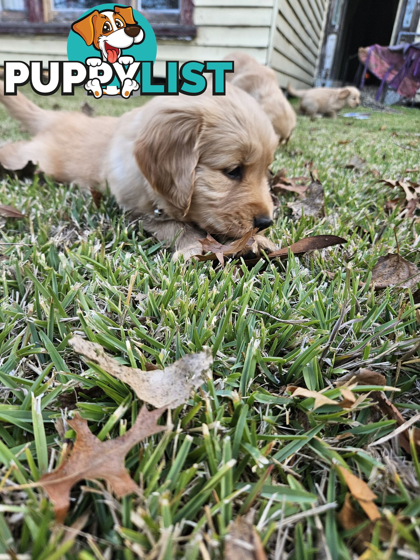 Purebred Golden Retriever Puppies