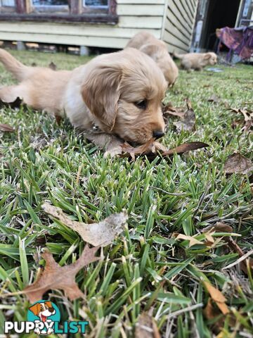 Purebred Golden Retriever Puppies