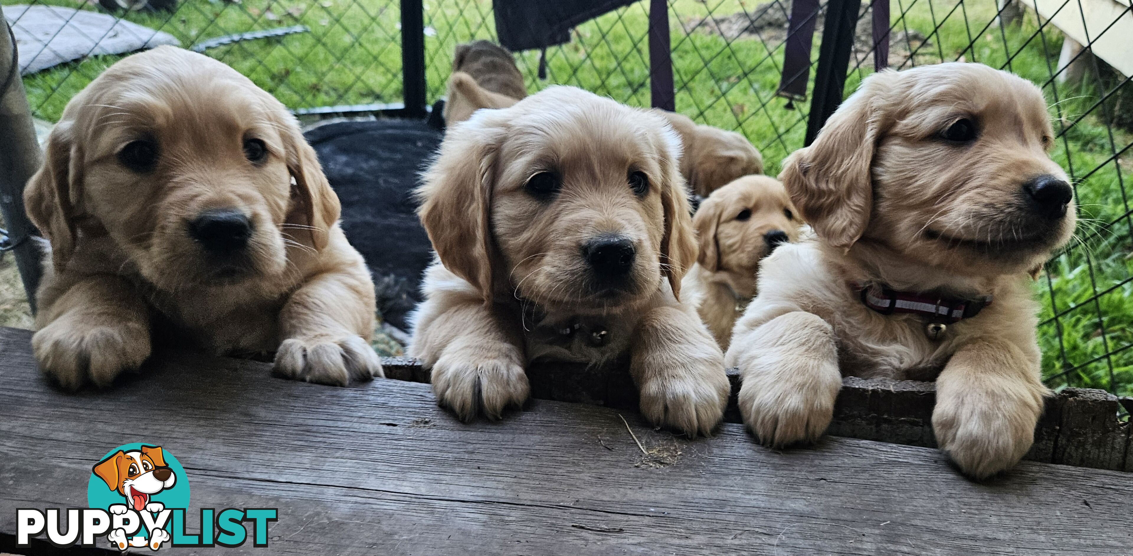 Purebred Golden Retriever Puppies