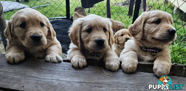 Purebred Golden Retriever Puppies