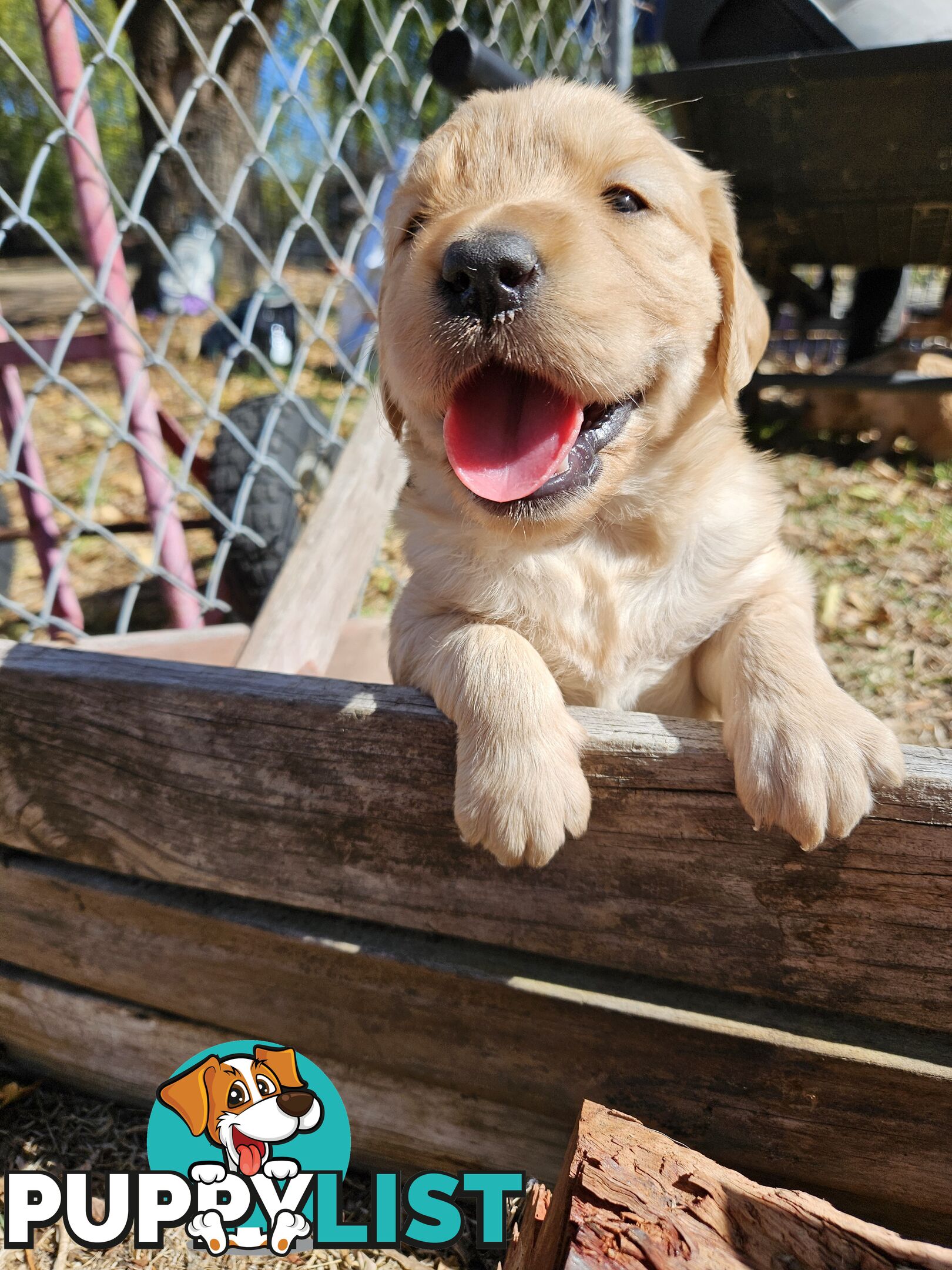 Purebred Golden Retriever Puppies