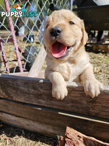 Purebred Golden Retriever Puppies