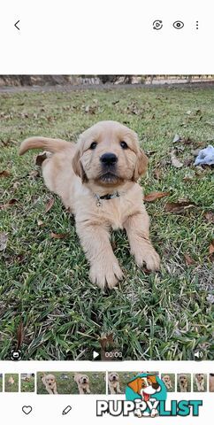 Purebred Golden Retriever Puppies