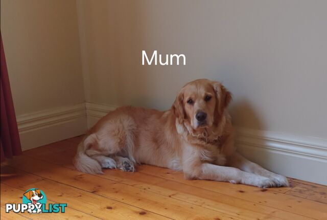 Purebred Golden Retriever Puppies