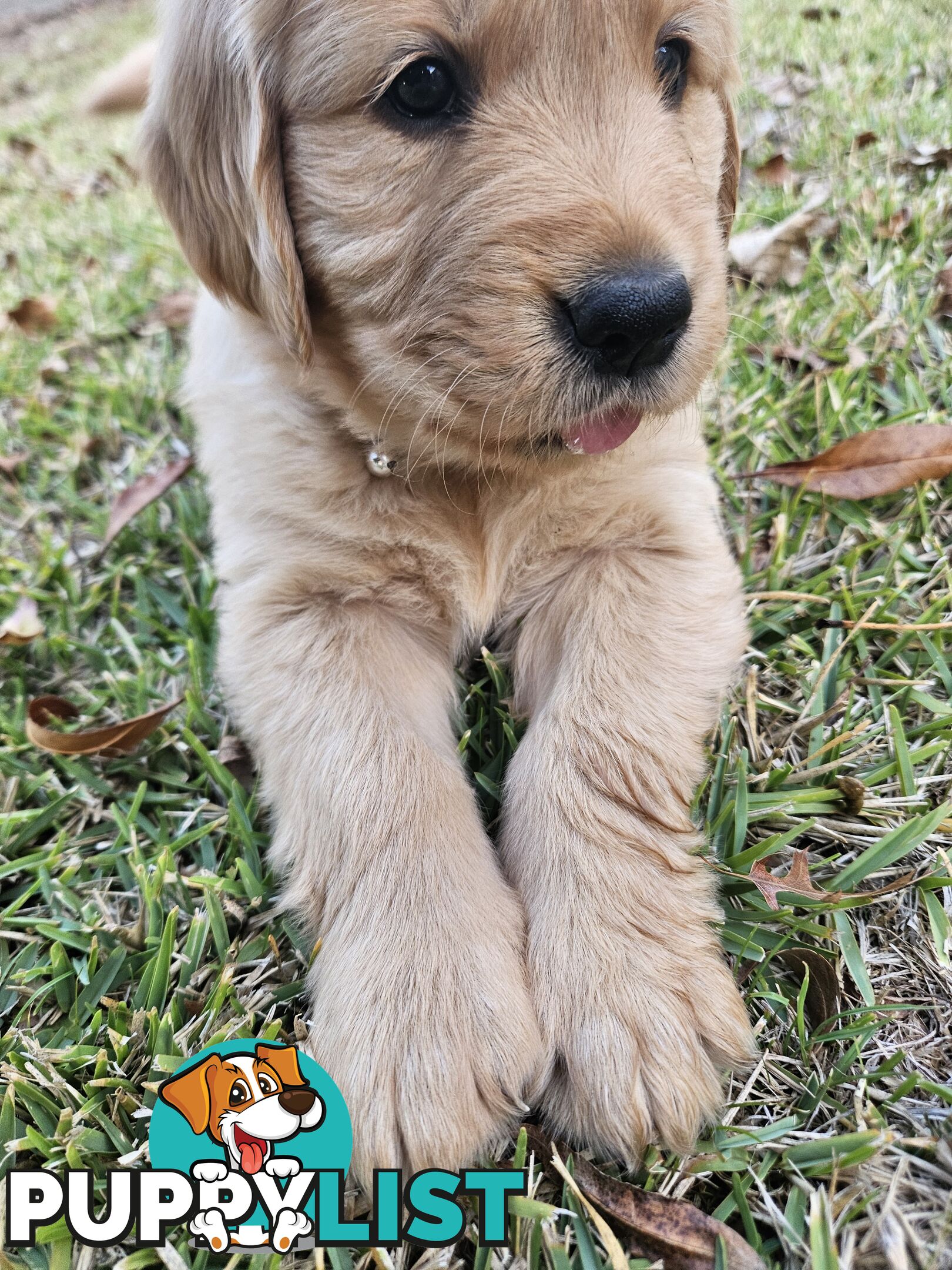 Purebred Golden Retriever Puppies