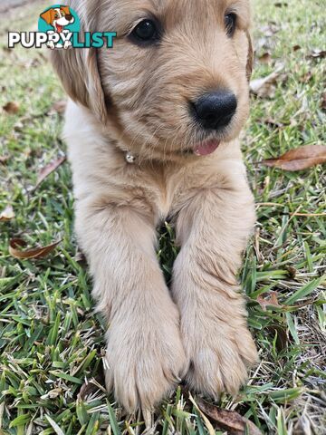 Purebred Golden Retriever Puppies
