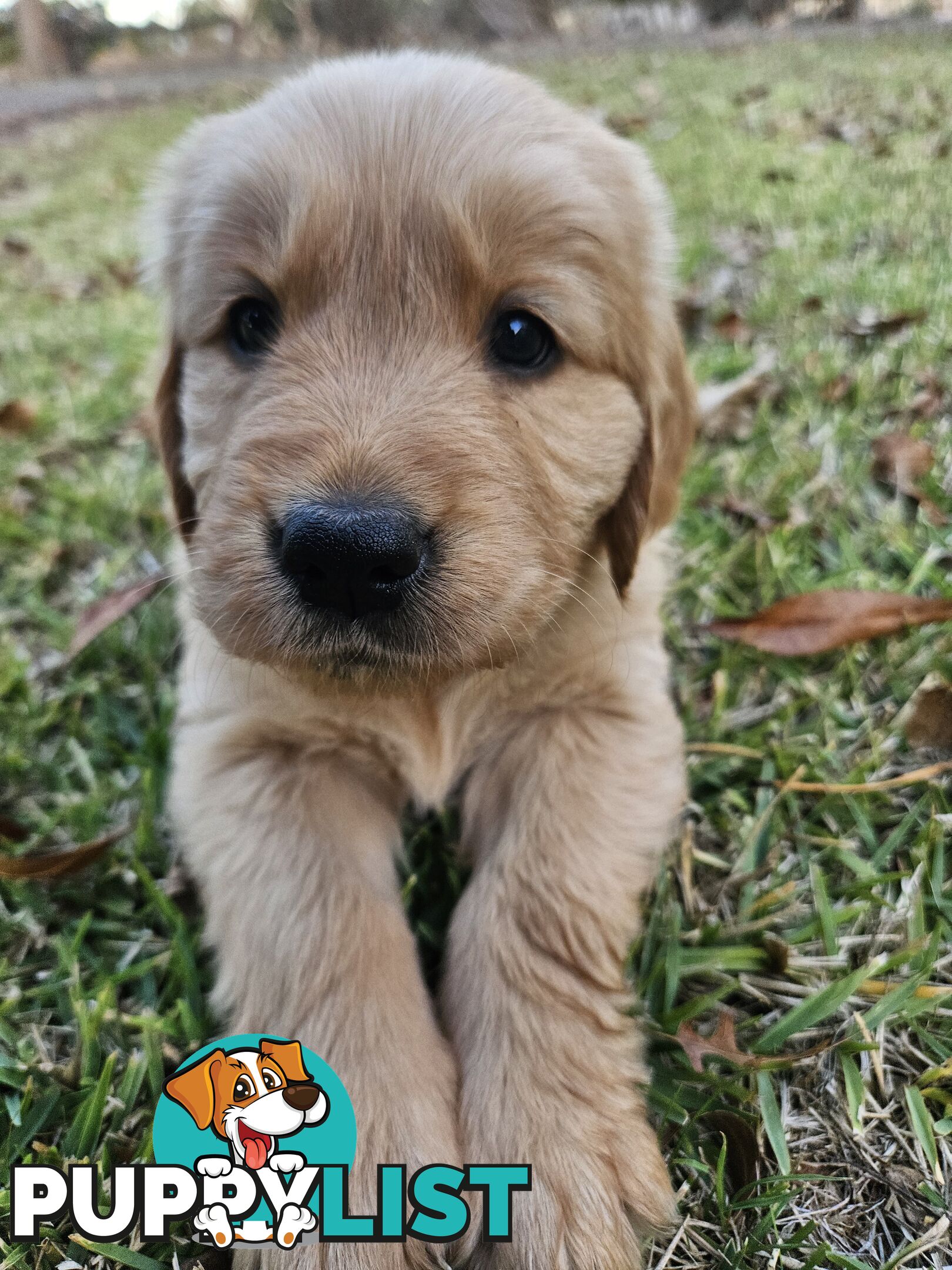 Purebred Golden Retriever Puppies