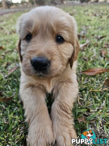Purebred Golden Retriever Puppies