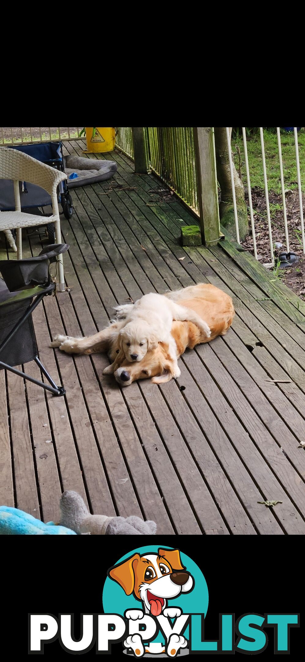 Purebred Golden Retriever Puppies