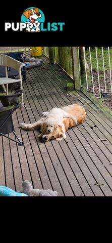 Purebred Golden Retriever Puppies