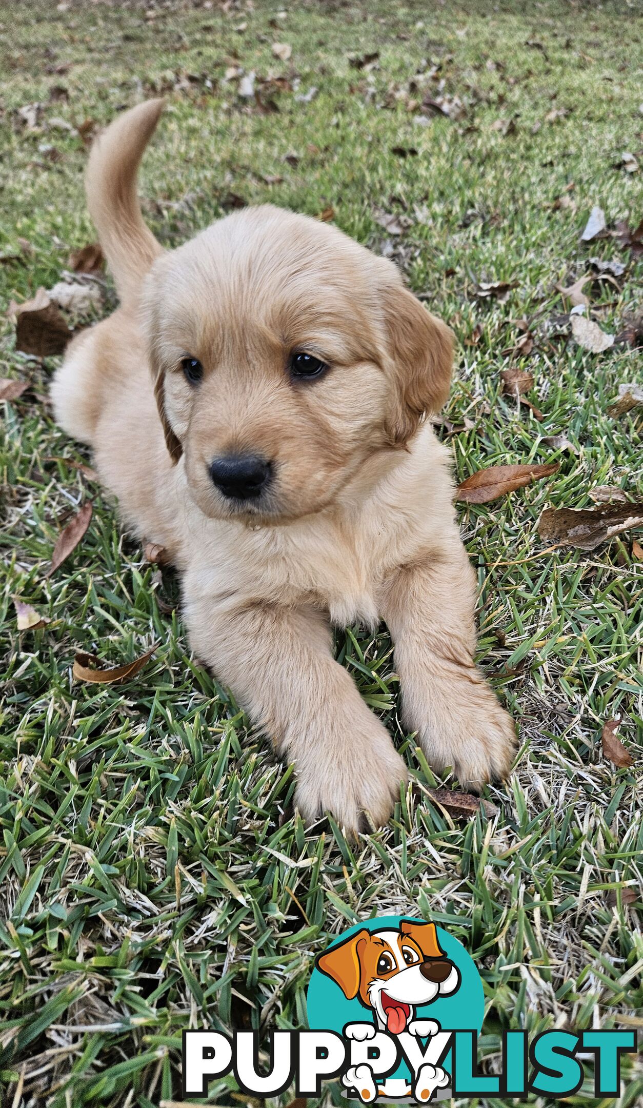 Purebred Golden Retriever Puppies