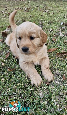 Purebred Golden Retriever Puppies