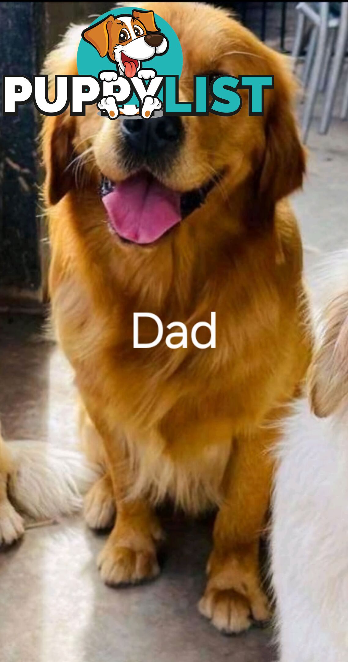 Purebred Golden Retriever Puppies